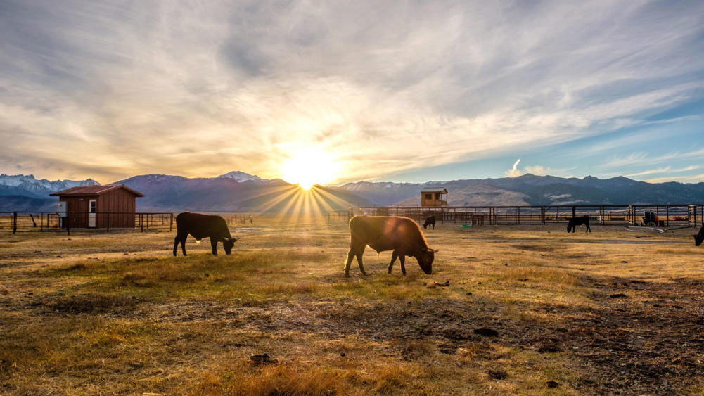 pampa argentina grazing cattle
